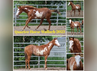 Quarter horse américain, Hongre, 2 Ans, 153 cm, Overo-toutes couleurs