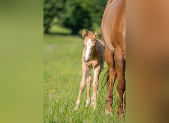 Quarter horse américain, Hongre, 2 Ans, 154 cm, Palomino