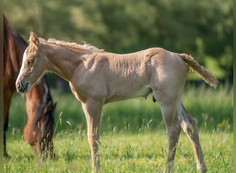 Quarter horse américain, Hongre, 2 Ans, 154 cm, Palomino