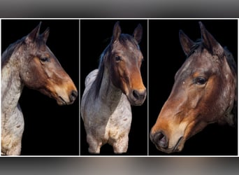 Quarter horse américain, Hongre, 2 Ans, 154 cm, Roan-Bay