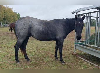 Quarter horse américain, Hongre, 2 Ans, 154 cm, Rouan Bleu