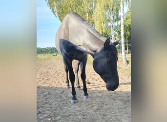 Quarter horse américain, Hongre, 2 Ans, 154 cm, Rouan Bleu