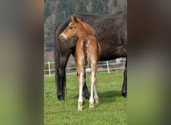 Quarter horse américain, Hongre, 2 Ans, 155 cm, Alezan