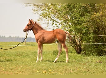 Quarter horse américain, Hongre, 2 Ans, 155 cm, Alezan