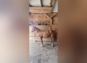 Quarter horse américain, Hongre, 2 Ans, 155 cm, Alezan
