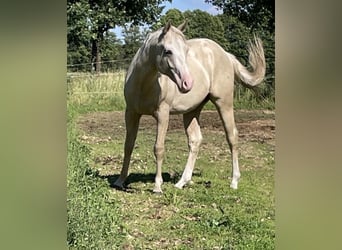 Quarter horse américain, Hongre, 2 Ans, 155 cm, Palomino