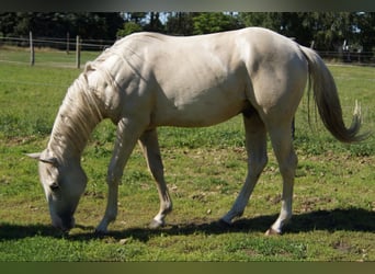Quarter horse américain, Hongre, 2 Ans, 155 cm, Palomino