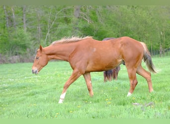 Quarter horse américain, Hongre, 2 Ans, 156 cm, Alezan