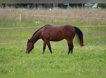 Quarter horse américain, Hongre, 2 Ans, 160 cm, Bai