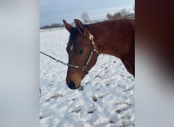 Quarter horse américain, Hongre, 2 Ans, 160 cm, Bai