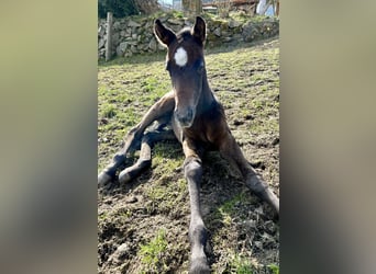 Quarter horse américain, Hongre, 2 Ans, 160 cm, Gris