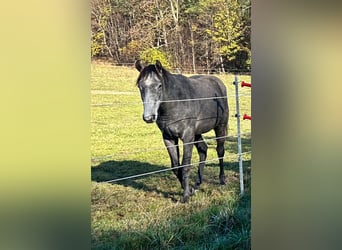 Quarter horse américain, Hongre, 2 Ans, 160 cm, Gris