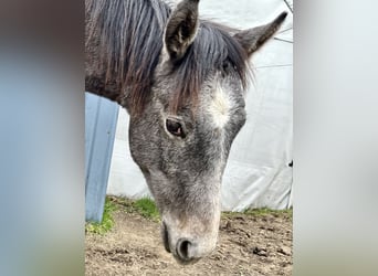 Quarter horse américain, Hongre, 2 Ans, 160 cm, Gris