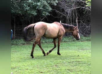 Quarter horse américain Croisé, Hongre, 2 Ans, 183 cm, Isabelle