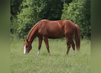 Quarter horse américain, Hongre, 2 Ans, Alezan brûlé