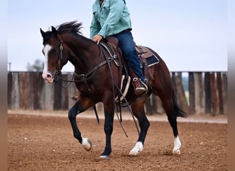 Quarter horse américain, Hongre, 2 Ans, Bai cerise