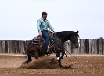 Quarter horse américain, Hongre, 2 Ans, Bai cerise