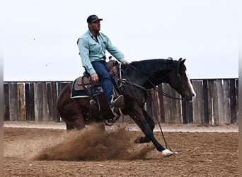 Quarter horse américain, Hongre, 2 Ans, Bai cerise