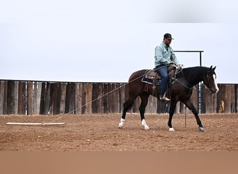 Quarter horse américain, Hongre, 2 Ans, Bai cerise