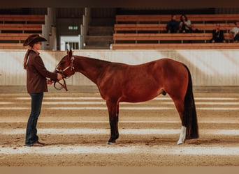 Quarter horse américain, Hongre, 2 Ans, Bai cerise