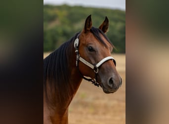 Quarter horse américain, Hongre, 2 Ans, Bai cerise