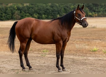 Quarter horse américain, Hongre, 2 Ans, Bai cerise