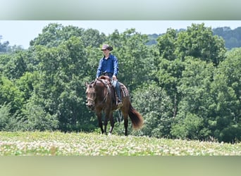 Quarter horse américain, Hongre, 2 Ans, Buckskin