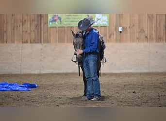 Quarter horse américain, Hongre, 2 Ans, Buckskin