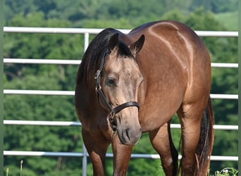 Quarter horse américain, Hongre, 2 Ans, Buckskin