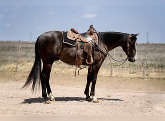 Quarter horse américain, Hongre, 2 Ans, Gris