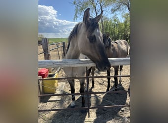 Quarter horse américain, Hongre, 2 Ans, Grullo