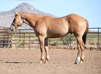 Quarter horse américain, Hongre, 2 Ans, Isabelle