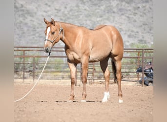 Quarter horse américain, Hongre, 2 Ans, Isabelle