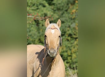 Quarter horse américain, Hongre, 2 Ans, Palomino