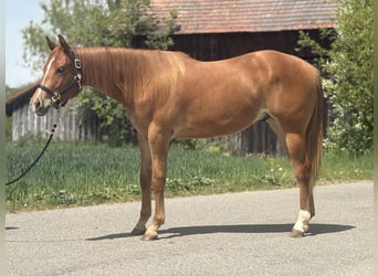 Quarter horse américain, Hongre, 2 Ans