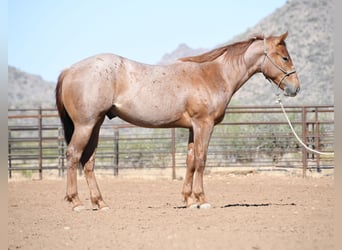Quarter horse américain, Hongre, 2 Ans, Rouan Rouge