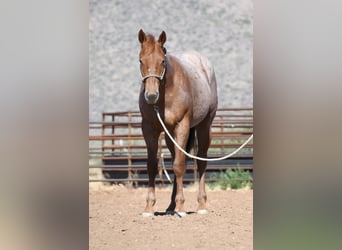 Quarter horse américain, Hongre, 2 Ans, Rouan Rouge