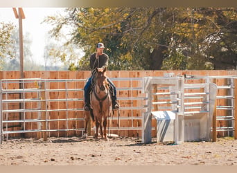 Quarter horse américain, Hongre, 2 Ans, Rouan Rouge