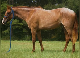 Quarter horse américain, Hongre, 2 Ans, Rouan Rouge