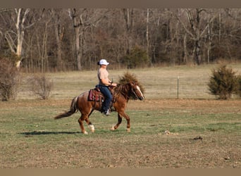 Quarter horse américain, Hongre, 3 Ans, 132 cm, Rouan Rouge