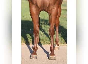 Quarter horse américain, Hongre, 3 Ans, 140 cm, Alezan brûlé