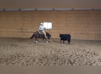 Quarter horse américain, Hongre, 3 Ans, 142 cm, Alezan brûlé