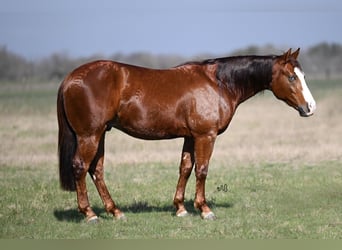 Quarter horse américain, Hongre, 3 Ans, 142 cm, Alezan cuivré