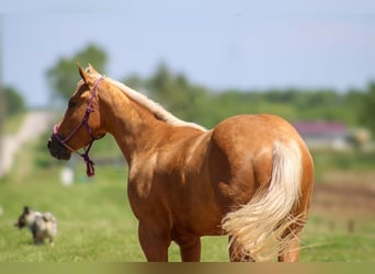Quarter horse américain, Hongre, 3 Ans, 142 cm, Palomino