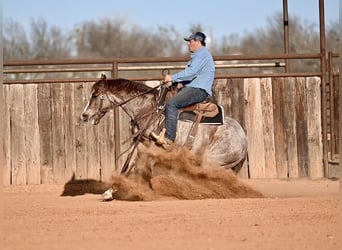 Quarter horse américain, Hongre, 3 Ans, 142 cm, Rouan Rouge