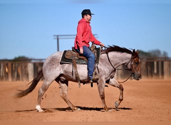 Quarter horse américain, Hongre, 3 Ans, 142 cm, Rouan Rouge