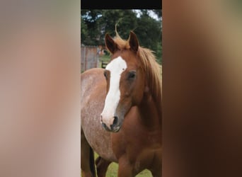 Quarter horse américain, Hongre, 3 Ans, 145 cm, Alezan
