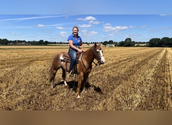 Quarter horse américain, Hongre, 3 Ans, 145 cm, Alezan