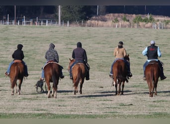 Quarter horse américain, Hongre, 3 Ans, 145 cm, Alezan dun