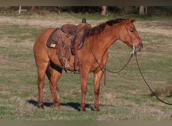 Quarter horse américain, Hongre, 3 Ans, 145 cm, Alezan dun